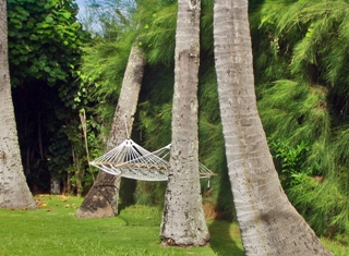 This photo epitomizes the concept of leisure ... a hammock strung between Hawaiian palm trees.  Taken by Jenny W of Honolulu.
